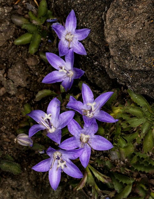 Campanula piperi - Piper's Bluebell 18-1458.jpg
